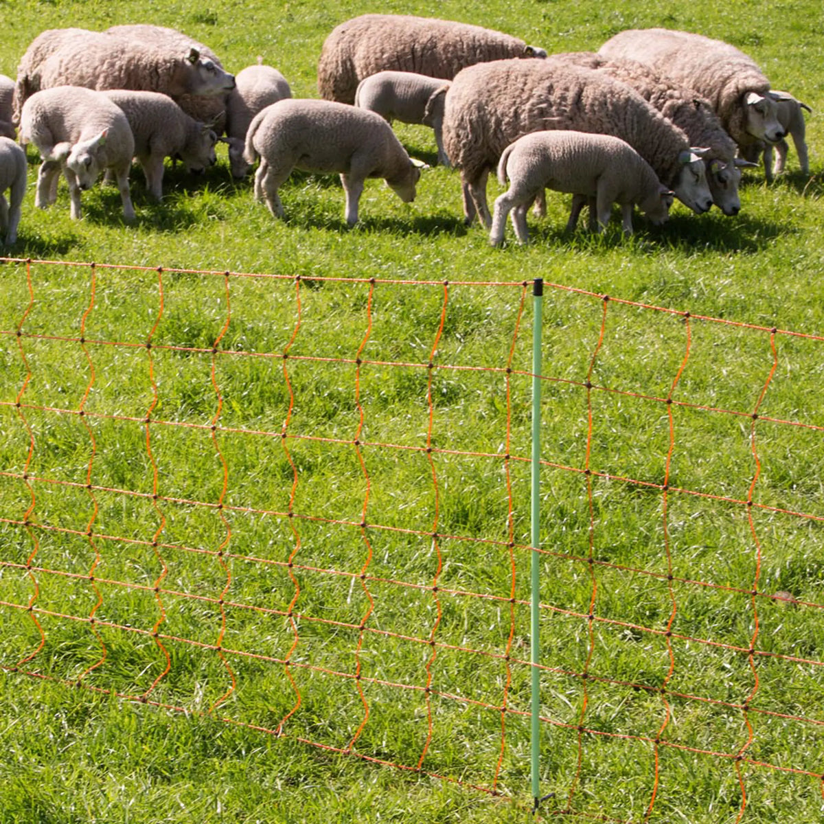 Gallagher Electric Fence Sheep Netting with Single Pin Posts | 90cm High x 50m Long