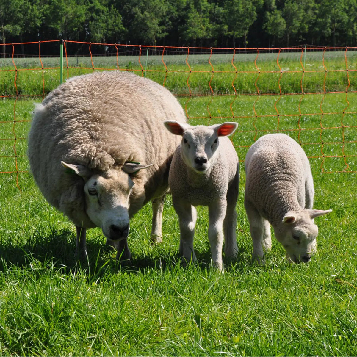 Gallagher Electric Fence Sheep Netting with Single Pin Posts | 90cm High x 50m Long