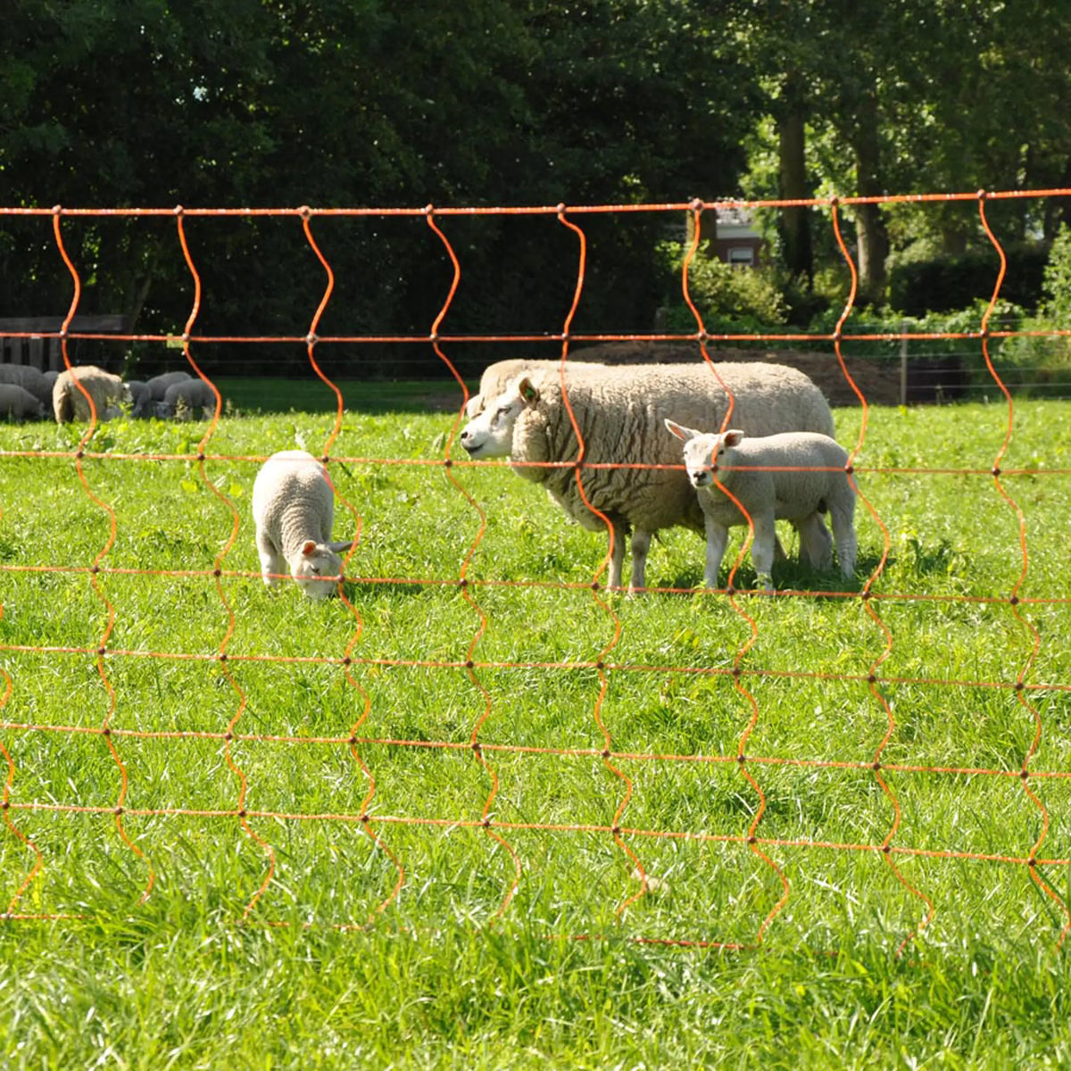 Gallagher Electric Fence Sheep Netting with Single Pin Posts | 90cm High x 50m Long