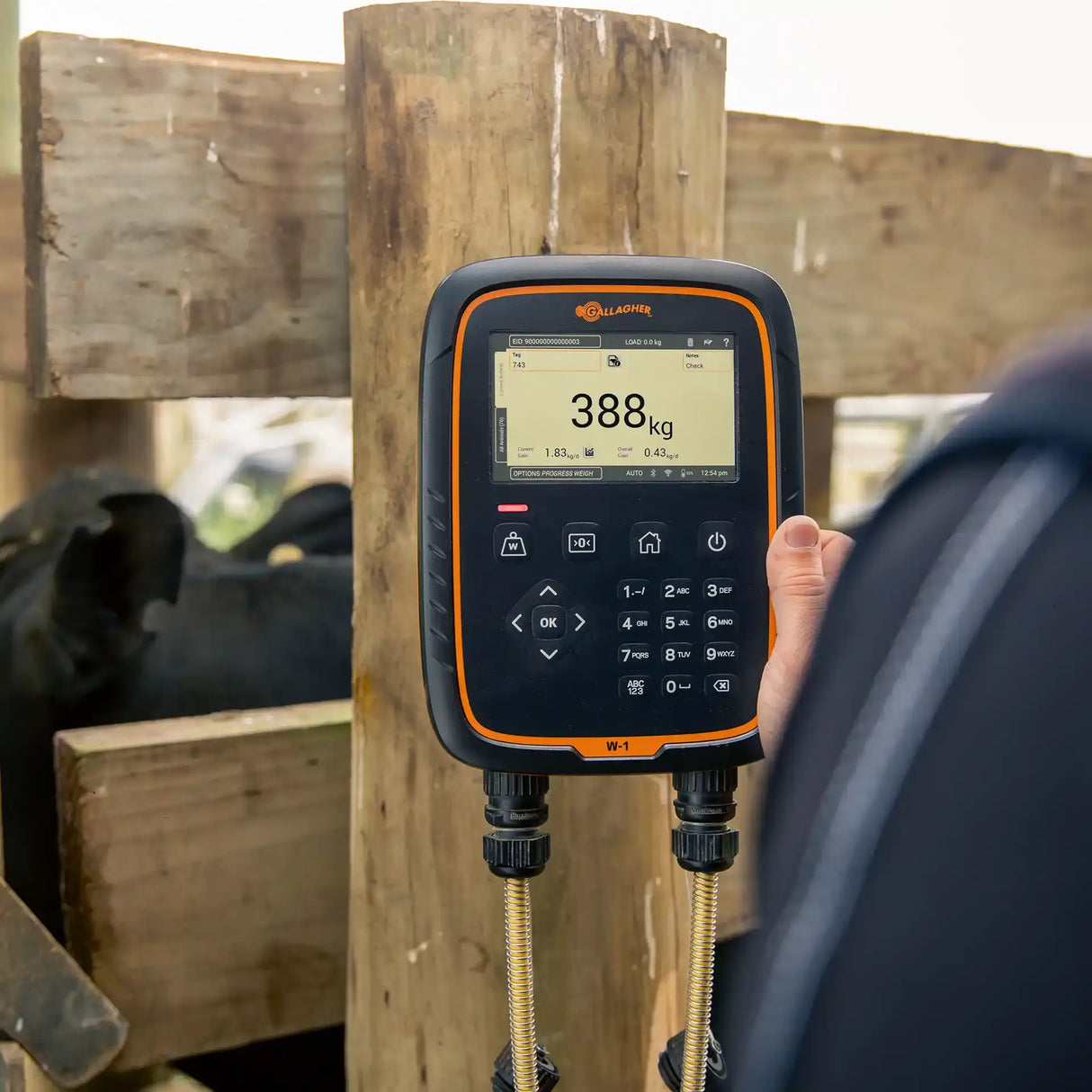Digital Gallagher scale device held by a person with a cow in the background
