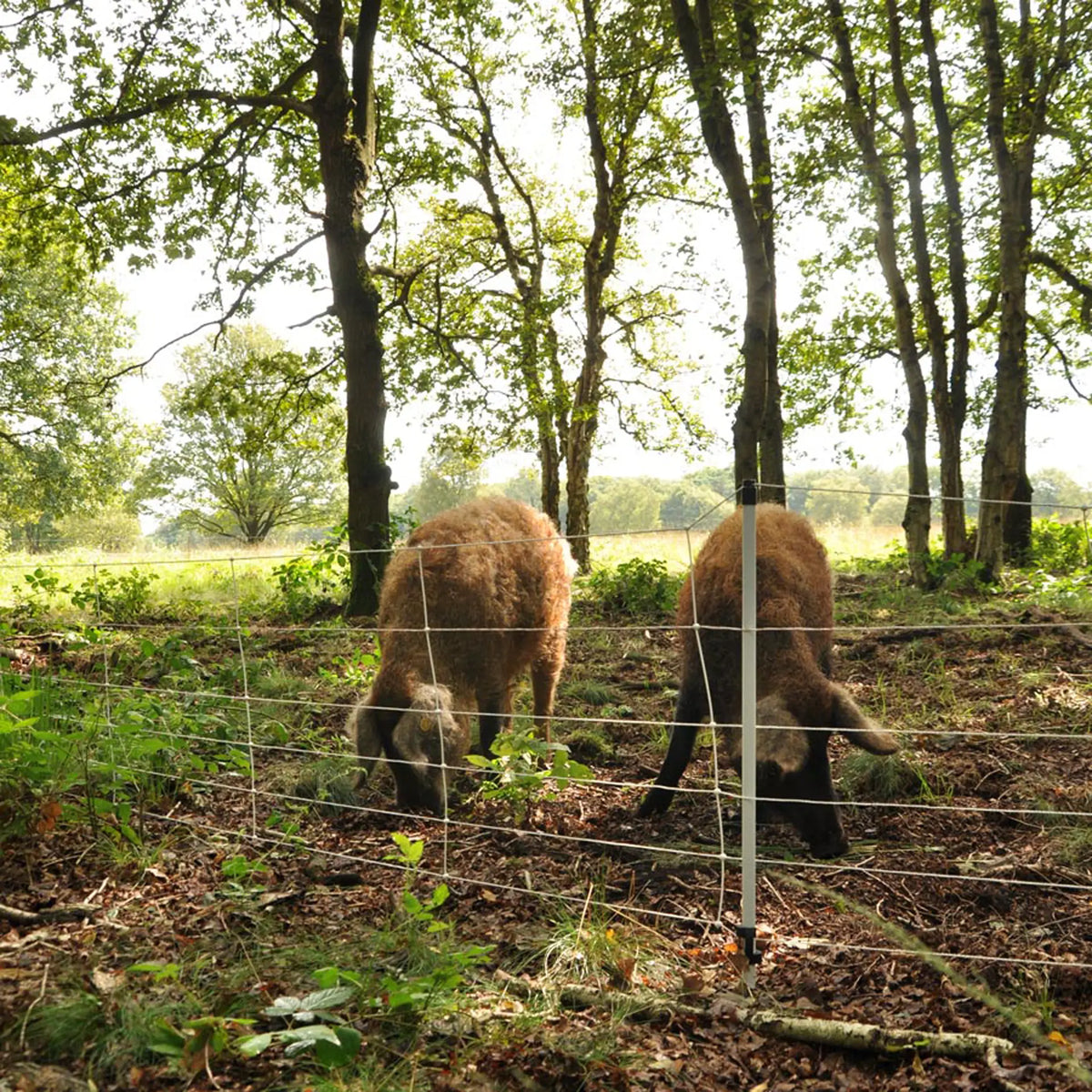 Gallagher Electric Fence Wild Boar Netting with Single Pin Posts | 75cm High x 50m Long