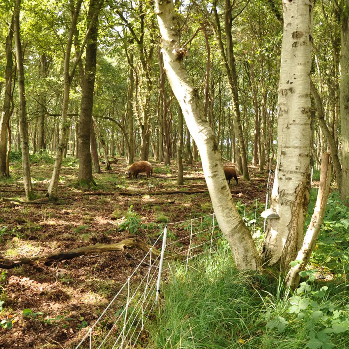 Gallagher Electric Fence Wild Boar Netting with Single Pin Posts | 75cm High x 50m Long