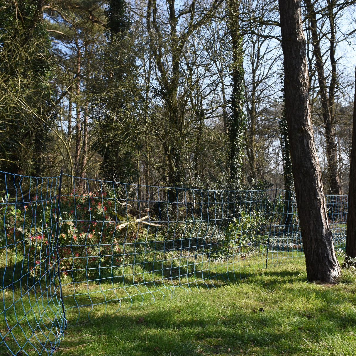 Blue wolf netting