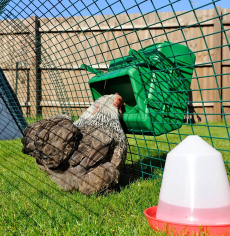 BEC Wise Cage Feeder For Poultry Sheds | 5kg