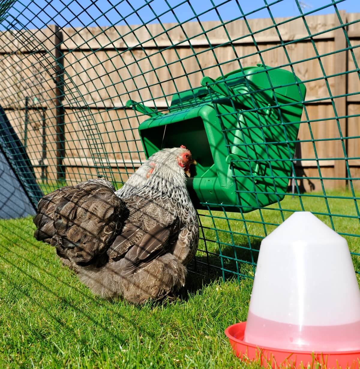 BEC Wise Cage Feeder For Poultry Sheds | 5kg