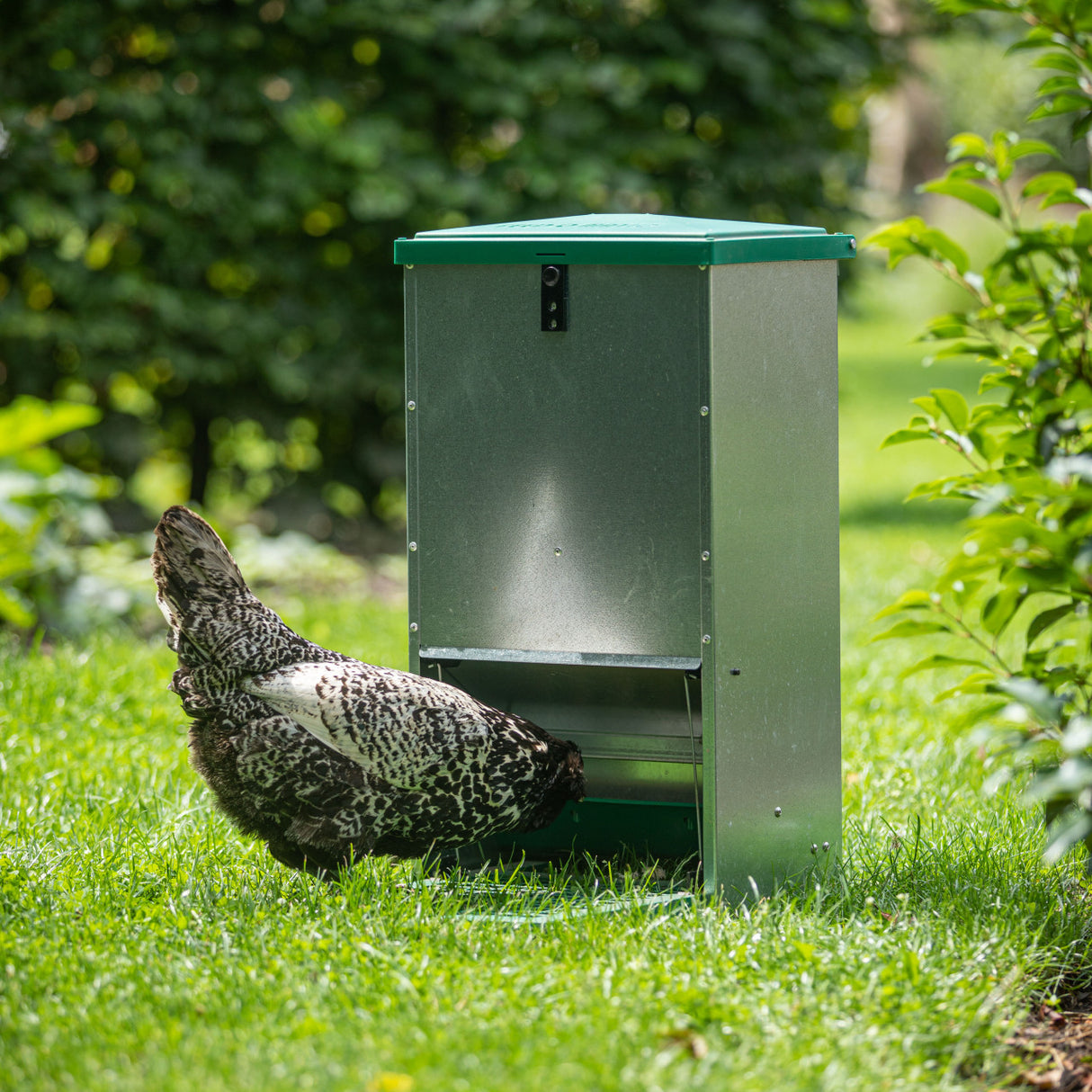 treadle feeder for hens, with integrated rat guard