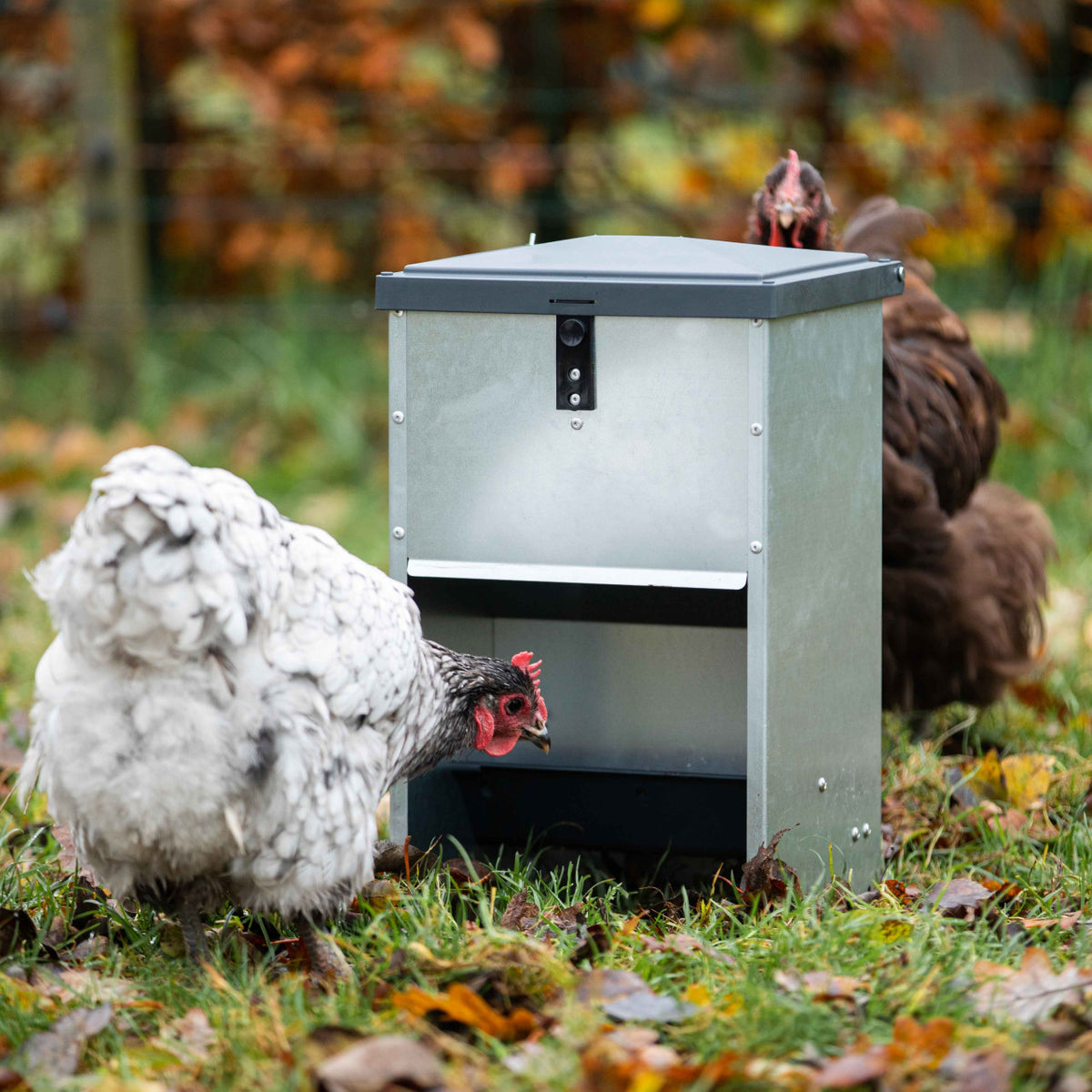 Olba Outdoor Chicken Feeder - 5kg Capacity