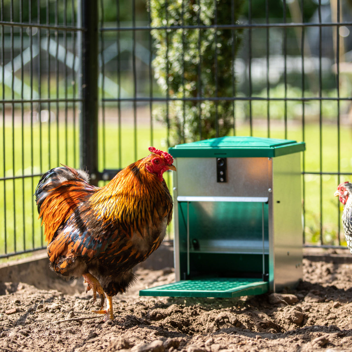 treadle feeder for chickens