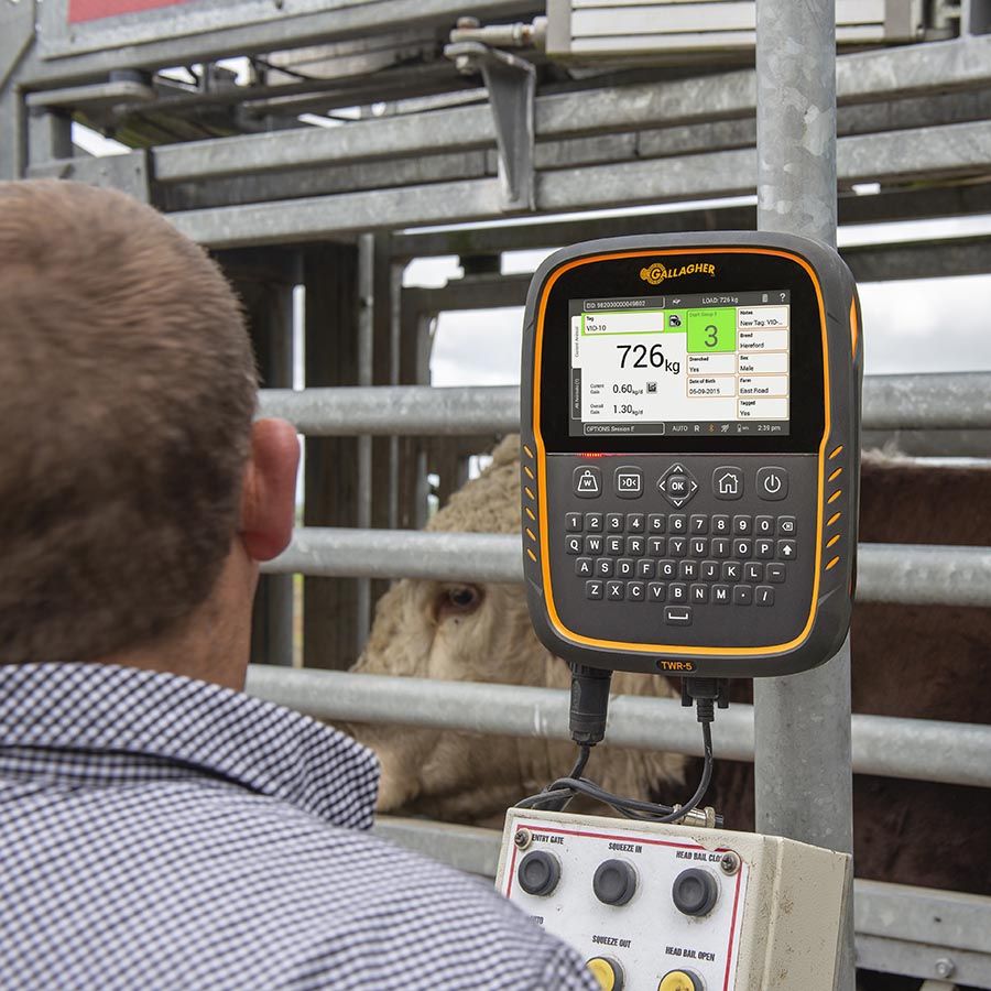 Gallagher TWR-5 Cattle & Sheep Weigh Scale and Data Collector with integrated EID Reader