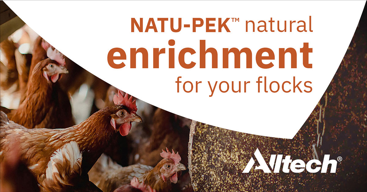 Natu-Pek Pecking Enrichment Blocks for Chickens 15kg