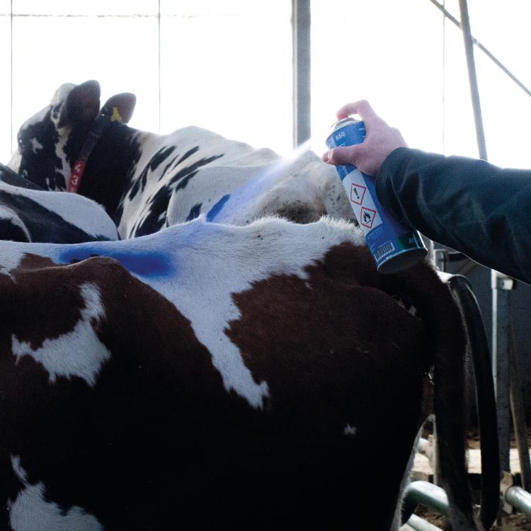 Person using a spray bottle on a cow in a barn setting