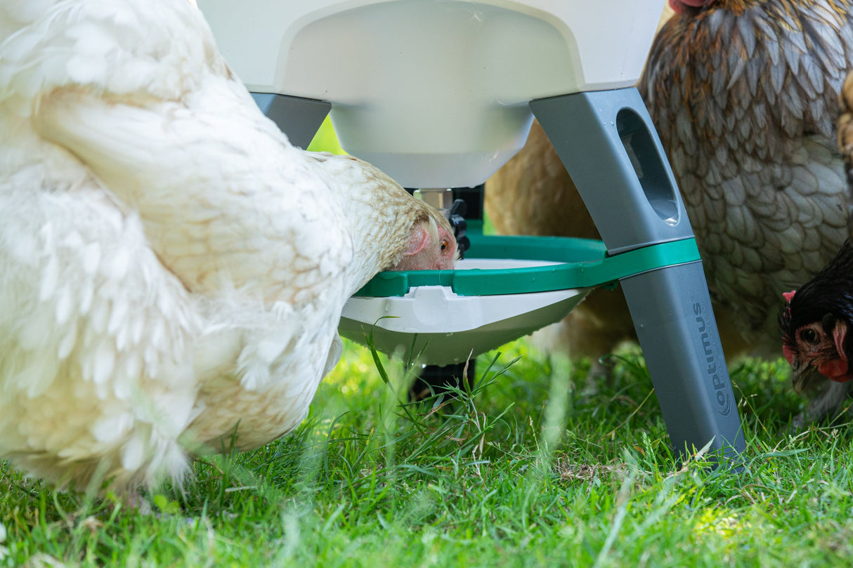 Optimus Siphon Drinker For Poultry (Indoor and Outdoor) 25lt