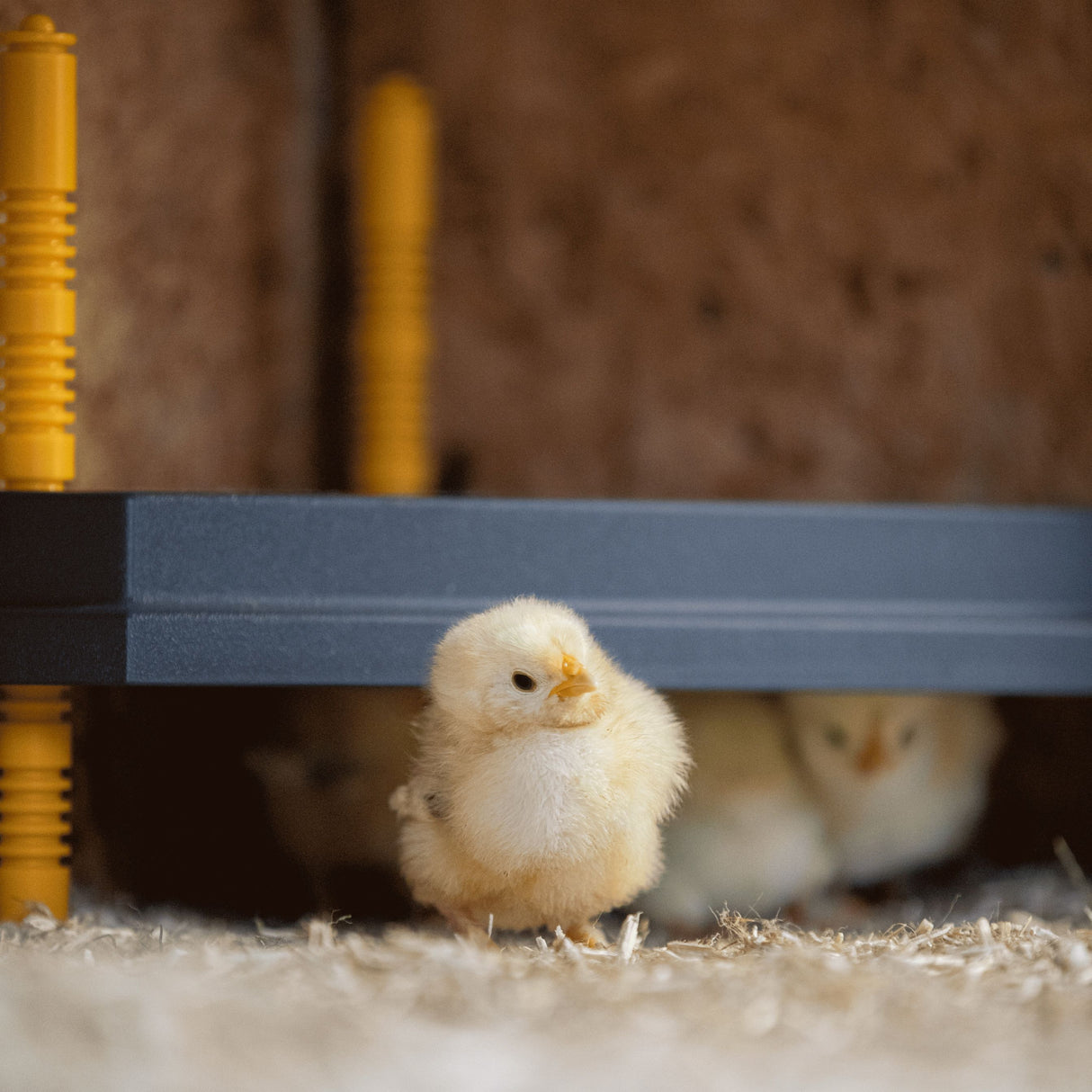 Comfort heating plate for chickens 30x30cm - Space Saving Corner Unit - Chick Brooder