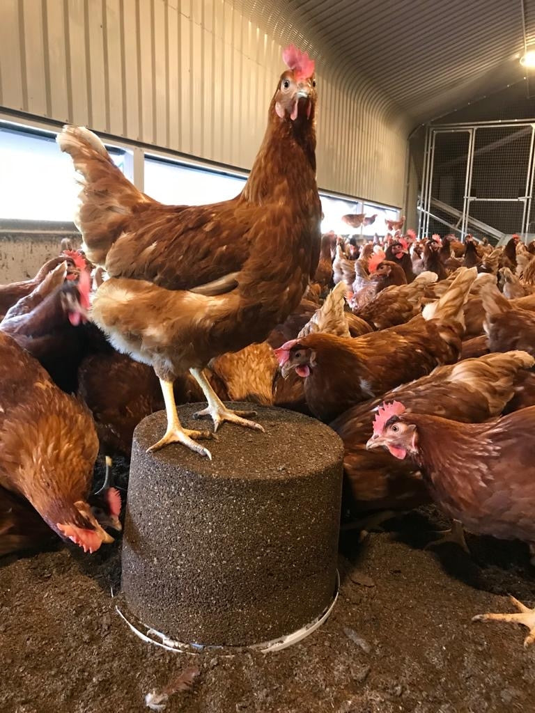 A group of chickens interacting with a well bird organic pecking block designed for poultry.