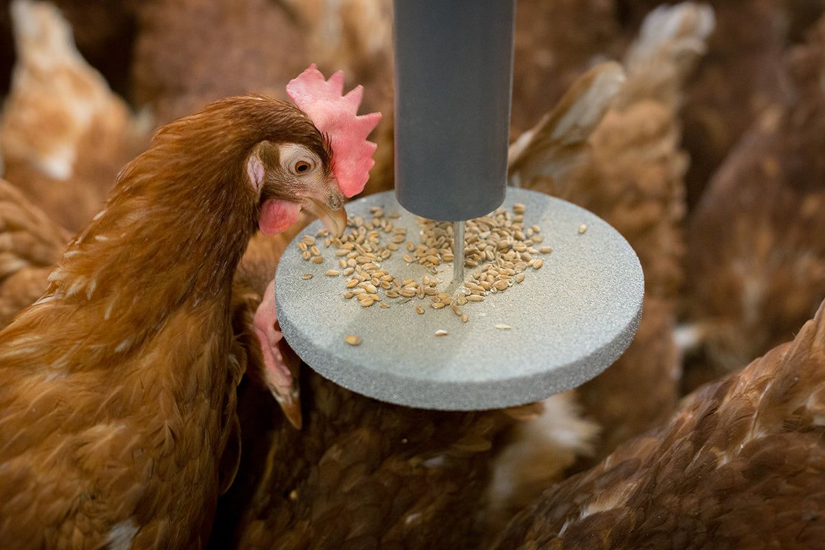 A hen interacting with a Pick Puck feeder, which is dispensing grains onto a plate.