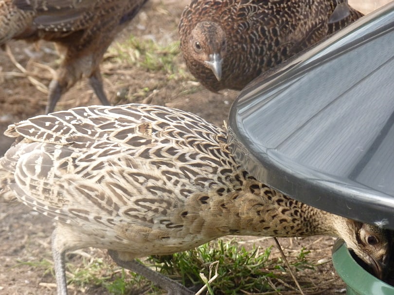 BEC King Feeder For Poultry And Game Birds - Out Door, complete with Rain Cover