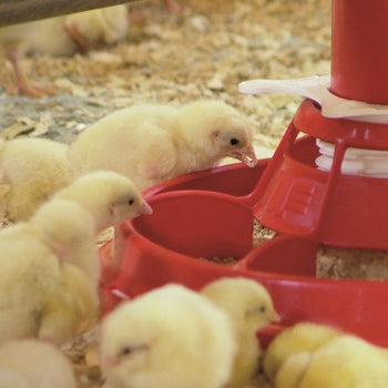 Pan feeder for chickens