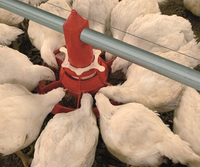 Chickens feeding from a Valenta feed pam
