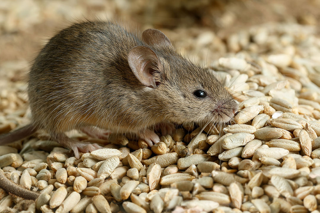 Are Humane Mouse Traps Effective?