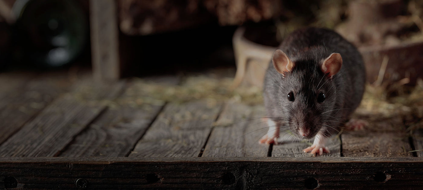 Save Up to 30% on Selected Rat Bait