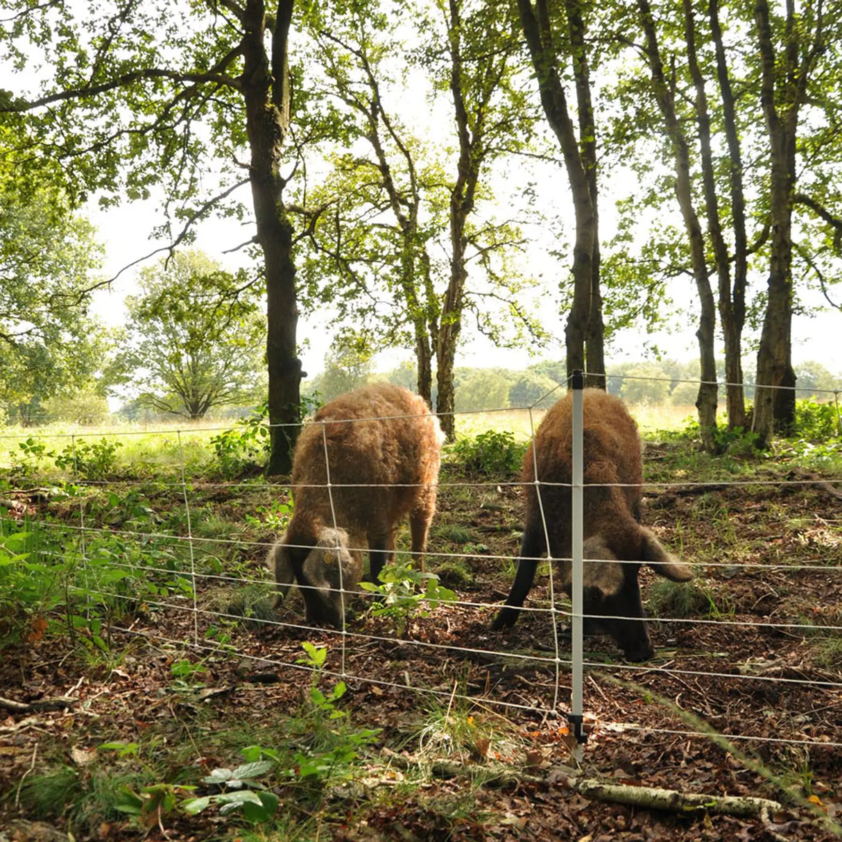 Gallagher Electric Fence Wild Boar Netting with Single Pin Posts | 75cm High x 50m Long
