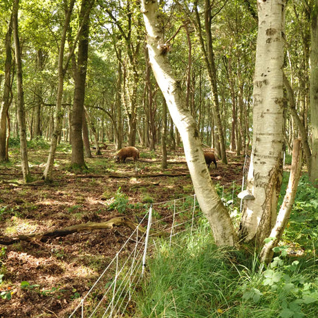 Gallagher Electric Fence Wild Boar Netting with Single Pin Posts | 75cm High x 50m Long