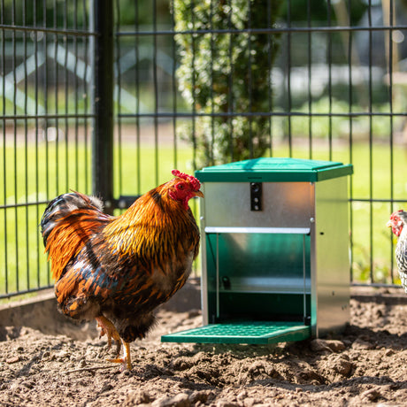 treadle feeder for chickens