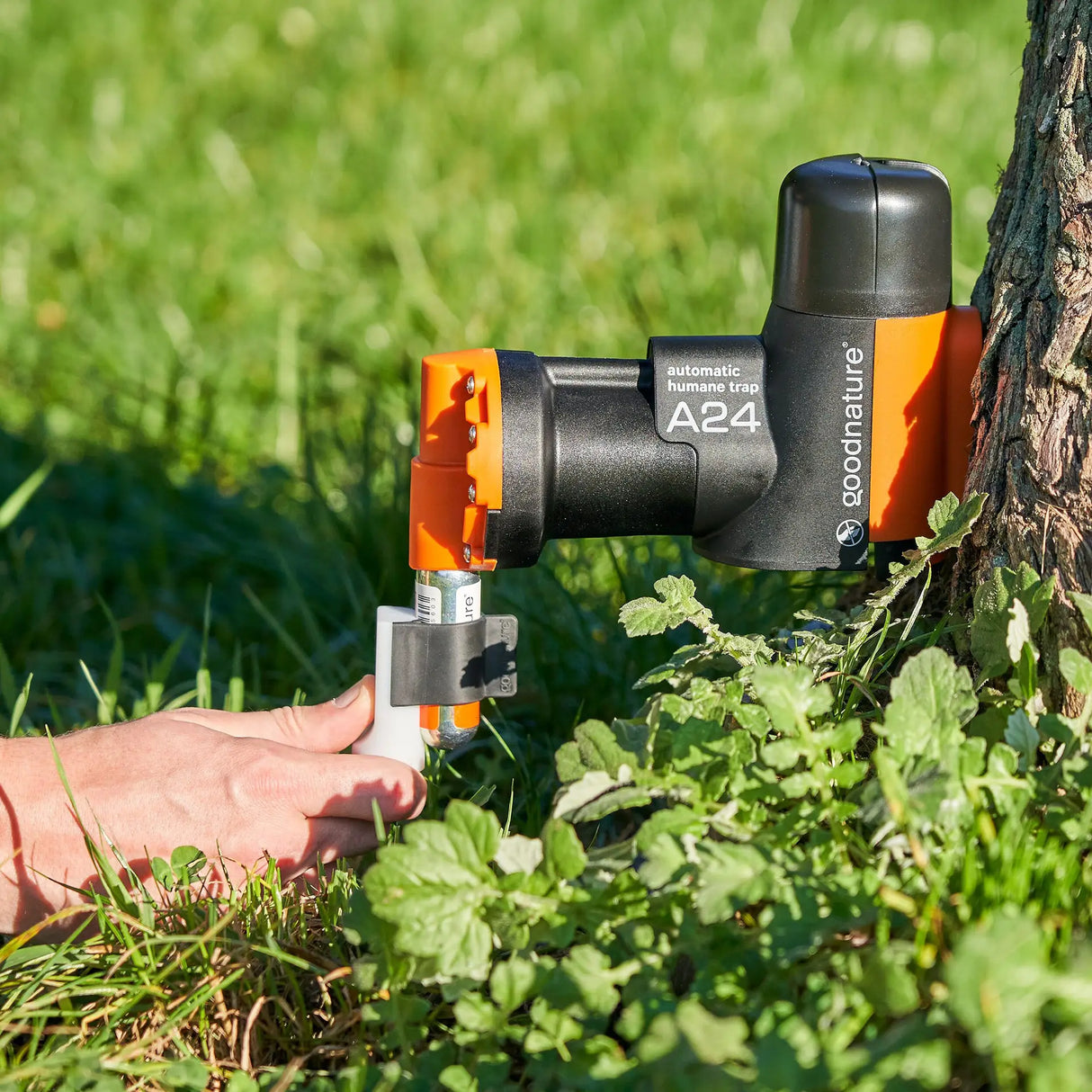 Goodnature humane trap attached to a tree with a digital strike counter connected