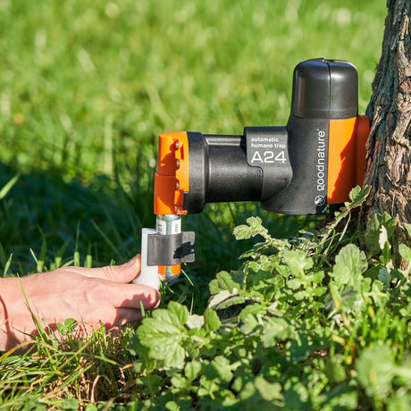 Goodnature humane trap attached to a tree with a digital strike counter connected