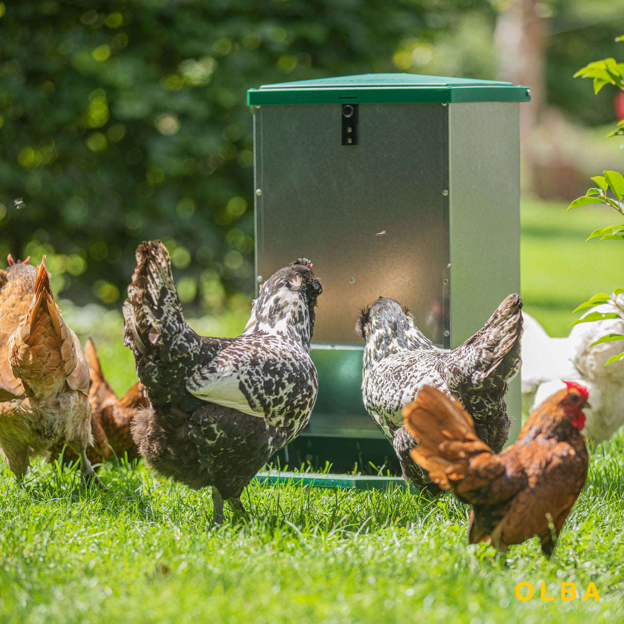 Treadle Chicken Feeder - Feed-O-Matic 20kg Capacity with Rat Guard Fitted
