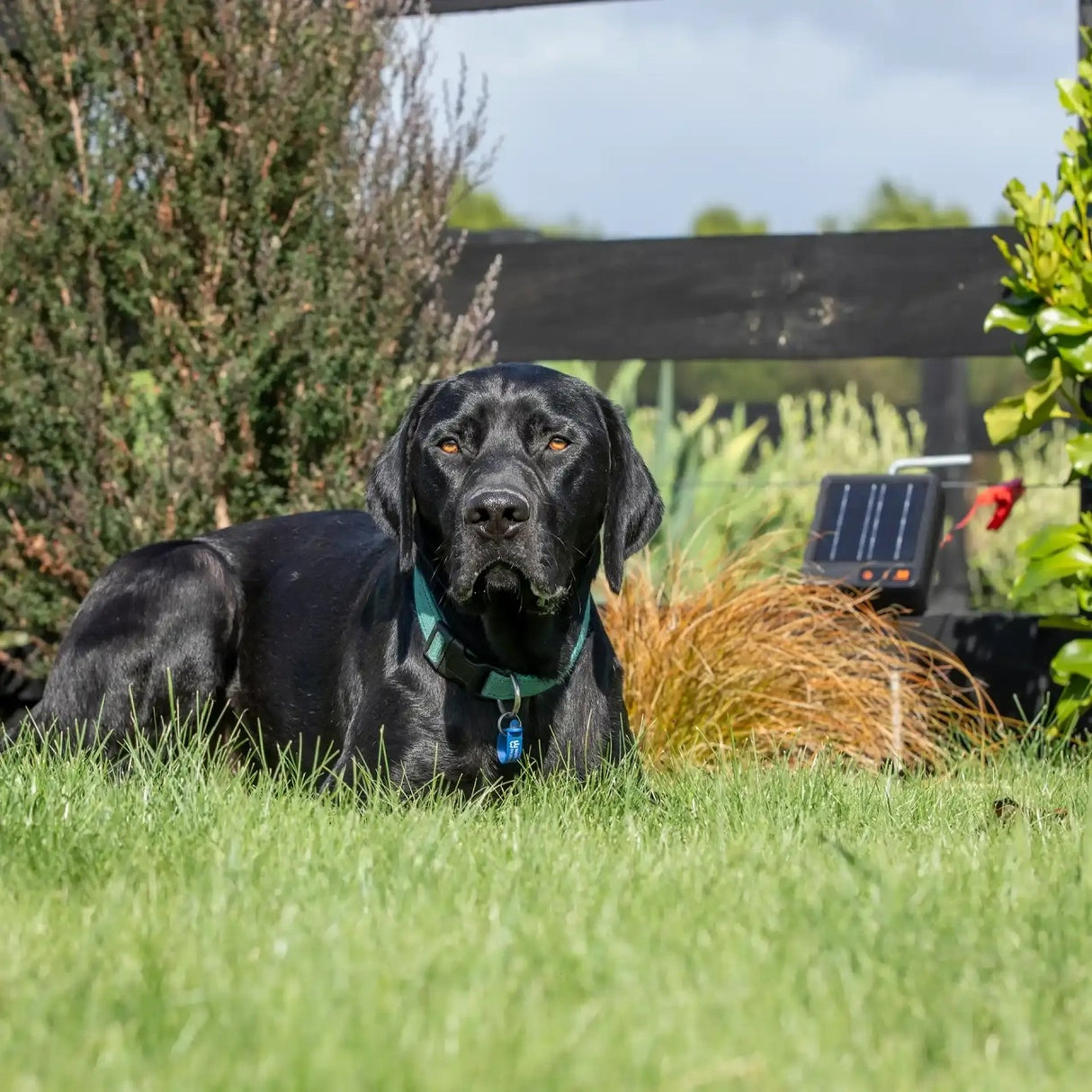 Gallagher Pet & Garden Electric Fence Kit – Solar-Powered Protection