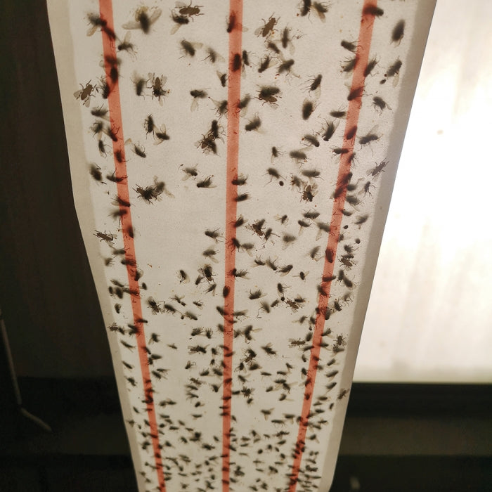 XL Sticky Fly Roll - 10 metre - Zero in - Ultra Power