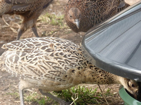 BEC King Feeder For Poultry And Game Birds  - Out Door,  complete with Rain Cover